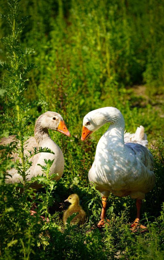 Arca Dos Animais - Farming & Spa Castelo Branco  Kültér fotó