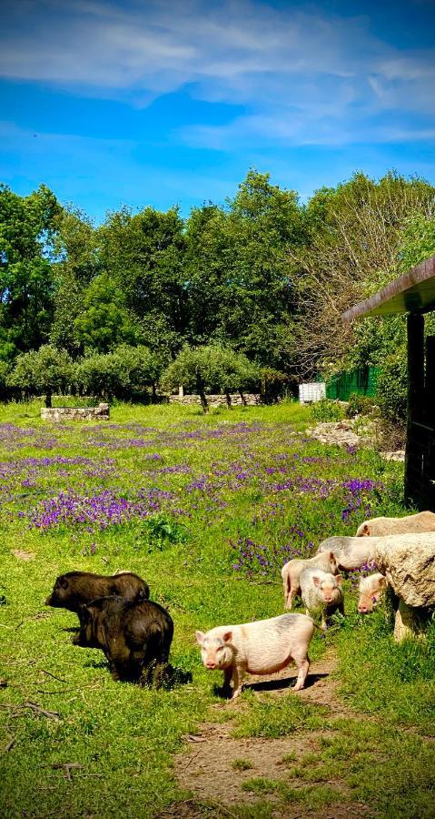 Arca Dos Animais - Farming & Spa Castelo Branco  Kültér fotó