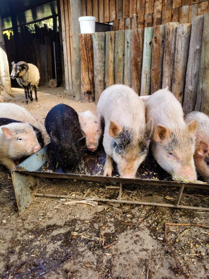 Arca Dos Animais - Farming & Spa Castelo Branco  Kültér fotó