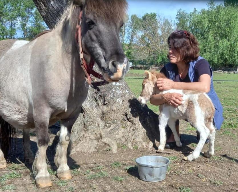 Arca Dos Animais - Farming & Spa Castelo Branco  Kültér fotó
