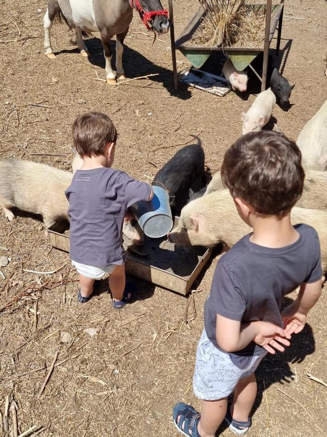 Arca Dos Animais - Farming & Spa Castelo Branco  Kültér fotó