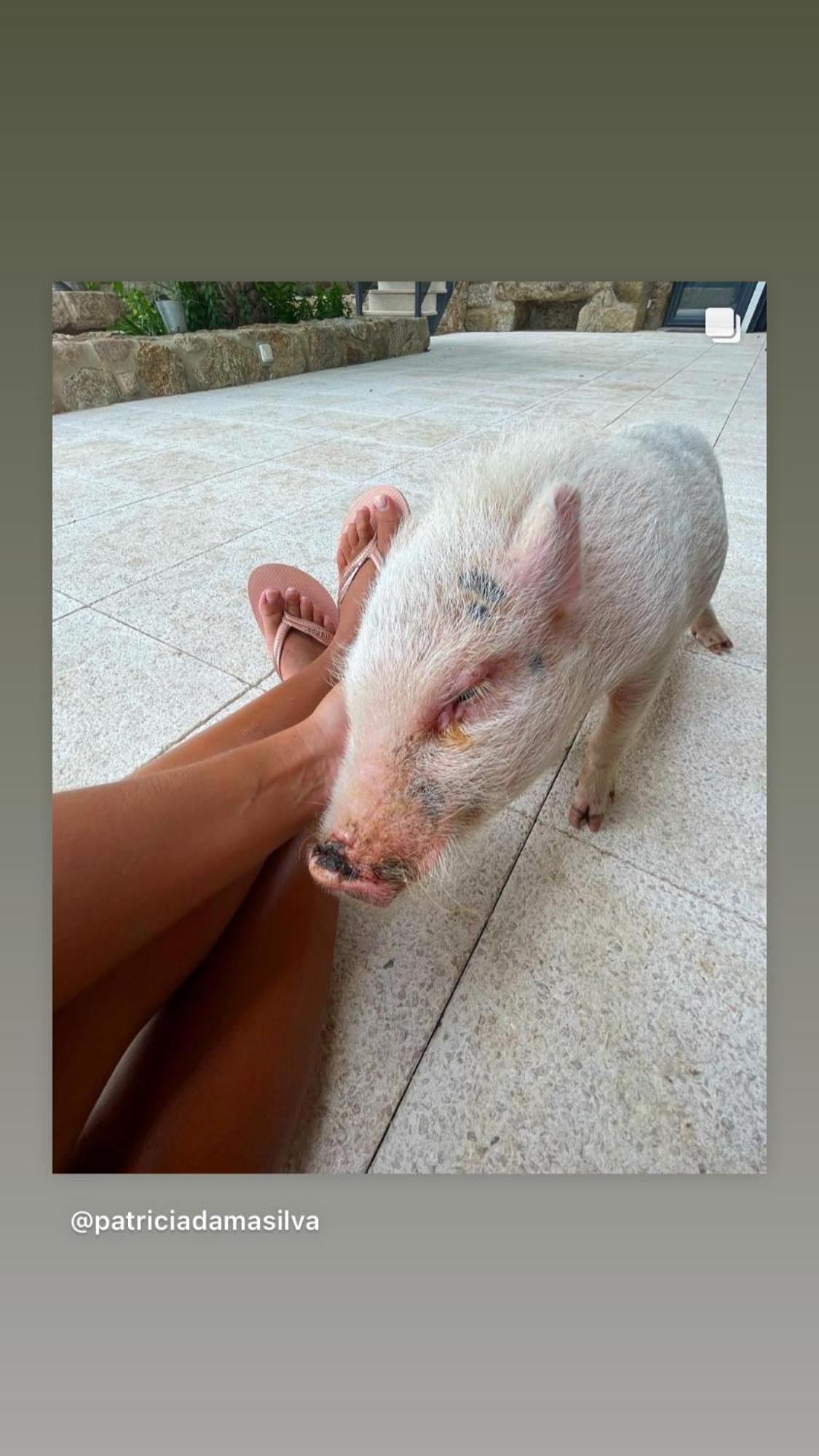 Arca Dos Animais - Farming & Spa Castelo Branco  Kültér fotó